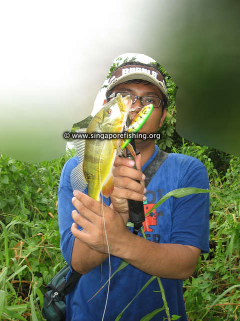 Peacock Bass